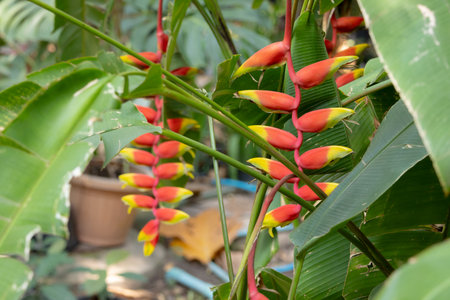vibrant Heliconia rostrata flowers, also known as Lobster Claw or False Bird of Paradise. The striking red and yellow bracts hang downwards, surrounded by lush green foliage in a tropical garden setting.の写真素材