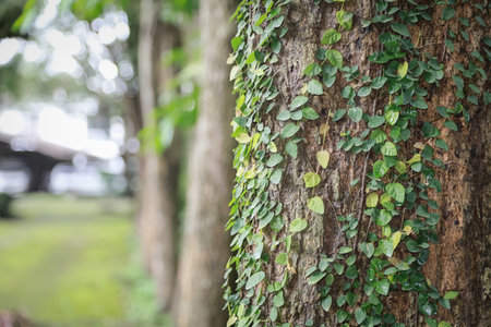 Close-up of tree trunk covered with small green creeping vines, with a blurred background of trees and greenery, creating a natural and serene forest scene.の写真素材