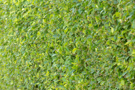 close-up of a dense green hedge, creating a natural wall of vibrant foliage. The uniform texture and...