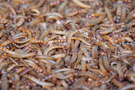 A densely packed pile of live, wriggling brown and yellow mealworms, seen in a close-up shot.