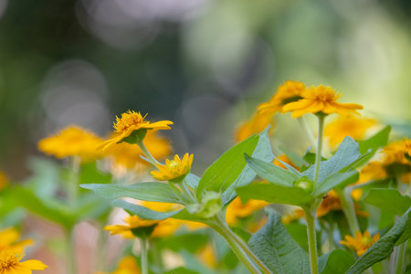 bright yellow Dahlberg Daisy (Thymophylla tenuiloba), also known as Golden Fleece or Pricklyleaf....
