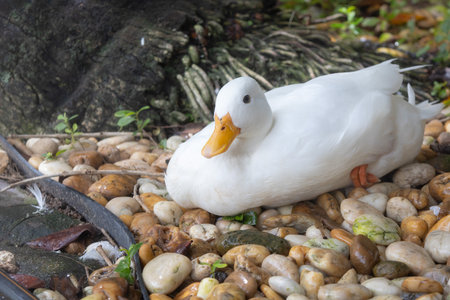 A pristine white duck with an orange beak and feet, resting calmly on a bed of various sized pebbles next to tree roots.の写真素材