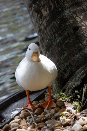 A plump, white duck stands on one leg, with its head tilted, looking directly at the camera. It is perched on a rocky bank next to a large tree trunk, with a dark, rippling pond in the background.の写真素材