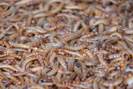 A densely packed pile of live, wriggling brown and yellow mealworms, seen in a close-up shot.の写真素材