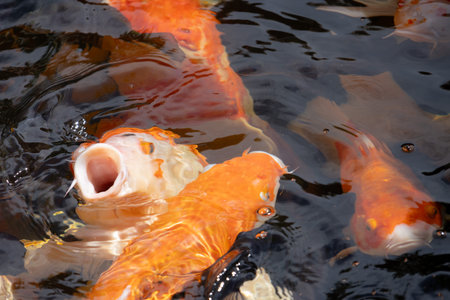 An extreme close-up of a dense group of colorful koi fish with their mouths open, creating a chaotic and active scene as they compete for food at the water's surface.の写真素材