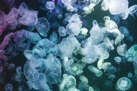 mesmerizing underwater scene featuring a large group of glowing colourful jellyfish illuminated by vibrant blue and green neon lights.の写真素材