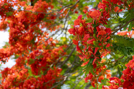 bright orange-red flowers of the Flamboyant tree (Delonix regia), also known as Royal Poinciana or...