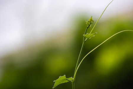 close-up shot of a delicate, young green shoot with small leaves and tendrils reaching upwards against a blurred background.の写真素材