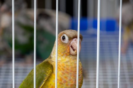 A close-up portrait of a colorful Green-Cheeked Conure parrot behind white cage bars, looking directly at the camera.の写真素材