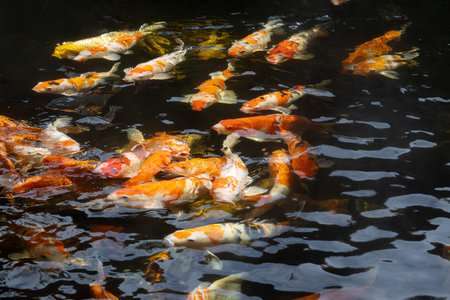 An overhead view of a large, dense group of colorful koi fish with shades of orange and white, swimming in dark water creating ripples.の写真素材