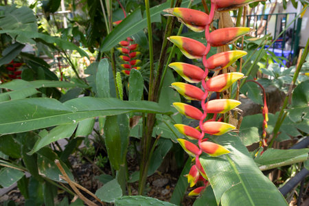 vibrant Heliconia rostrata flowers, also known as Lobster Claw or False Bird of Paradise. The...
