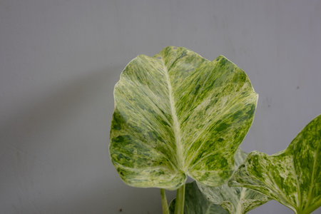 A close-up of a large, abstract variegated leaf with patterns of deep green and pale white, highlighting its natural texture.の写真素材