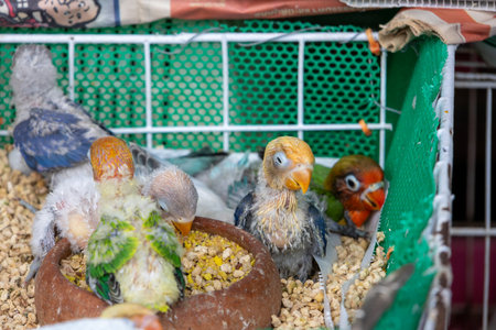 A group of adorable baby parrots with vibrant plumage in a green wire cage, looking out curiously.の写真素材