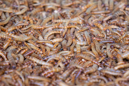 A densely packed pile of live, wriggling brown and yellow mealworms, seen in a close-up shot.の写真素材