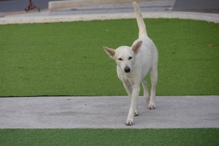 A medium-sized white dog walking on a green artificial turf field with a concrete stripe, looking toward the camera.の写真素材