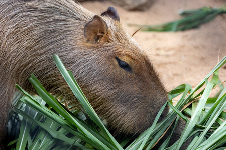 A large, brown capybara sits in a sandy enclosure, munching on a blade of grass. Its relaxed expression and gentle demeanor make it a popular animal among visitors.の写真素材