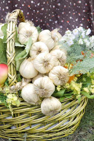 The basket with garlic and greens costs on a grassの写真素材
