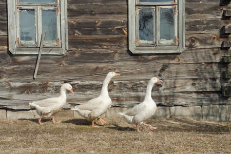 Geese walk under windows of the old houseの写真素材