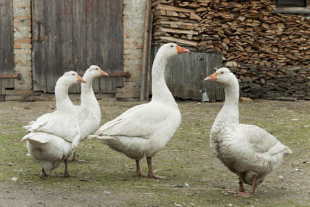 Geese walk near an old shedの写真素材