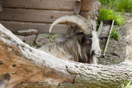 horned goat lies near the houseの写真素材