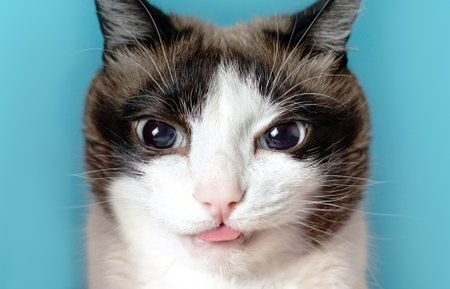Grey and white blue-eyed cat portrait with tongue sticking out, funny face expression closeup, blue...