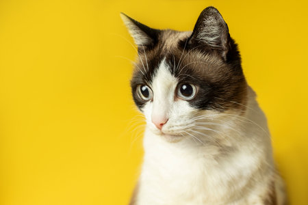 Portrait of cute cat with big eye looking away, posing sitting in studio over yellow background, free space, bannerの写真素材