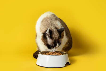 Gray and white cat eating cat food from bowl on bright yellow background. The concept of healthy eating your beloved petの写真素材