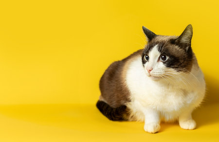 White and grey cat lying isolated on bright yellow background, studio shot, free space for your text or designの写真素材