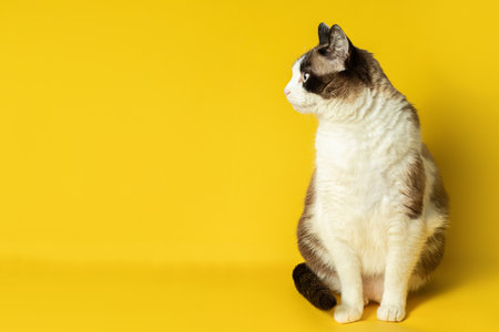 Charming white and grey cat looks interested aside at free space isolated on yellow background, ad for animal food, bannerの写真素材