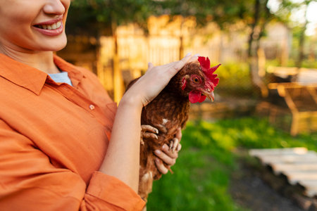 Closeup shot of chicken or hen was held by her female owner, organic farm, rural lifestyleの写真素材