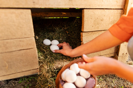Close-up of female farmers hands carefully collecting fresh eggs into basket, rural lifestyle and farming conceptの写真素材
