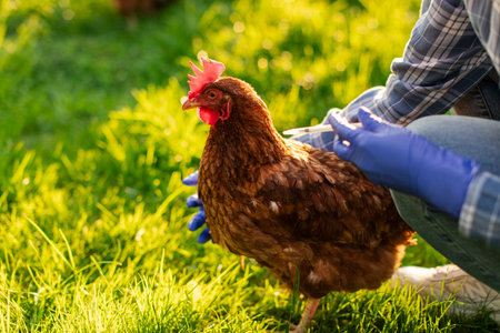 Veterinarian woman holding and injecting chicken outdoors on grassy field. Animal care and ecological farming conceptの写真素材