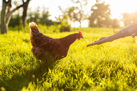 Organic farm concept. Woman farmer feeding hen from hand, chicken pecking grains, walking in green grass on farm field on sunny dayの写真素材