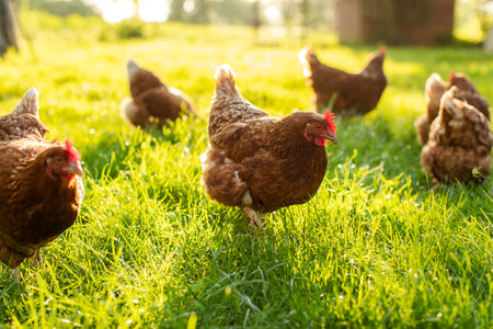 Flock of brown hens and roosters grazing on green grass field, walking on farm courtyard at summer sunny dayの写真素材
