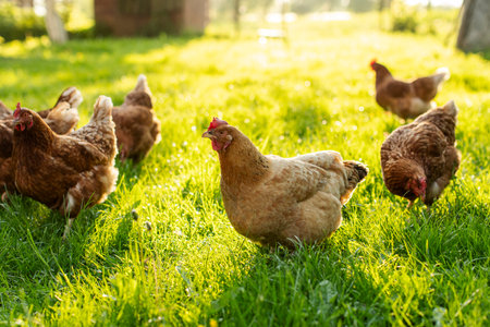 Roosters and hens feeding in farm garden grass, walking outdoors in the morning sunlight