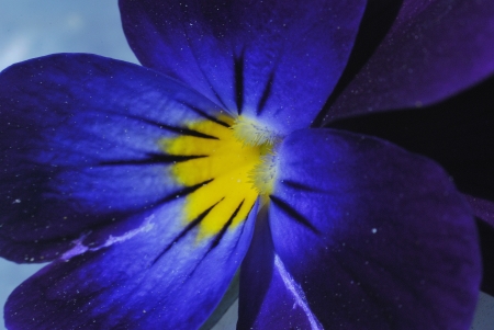 pansies, flowers, background, blooming plant, blue flowers