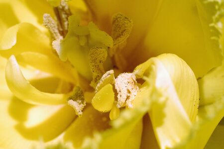 Tulip, yellow flower, bloom, background, spring, flowering timeの写真素材