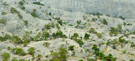 Trees in the rock