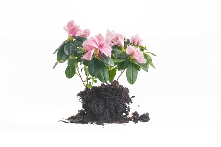 Flower in a handful of earthの写真素材