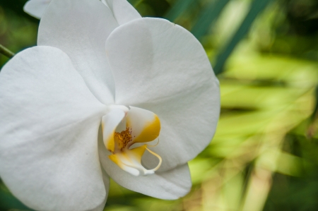 orchids in gardenの写真素材