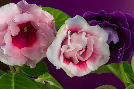 bells gloxiniaの写真素材