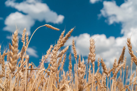 spikelets of wheat on fieldの写真素材