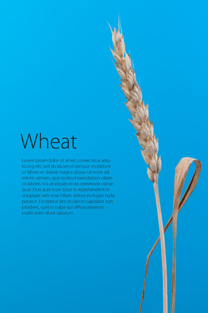 ears of wheatの写真素材