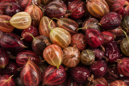 gooseberry backgroundの写真素材