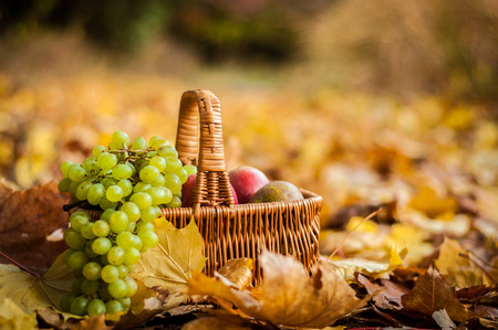 fruit basket on yellow leavesの写真素材