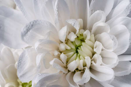 Chrysanthemum white macro background