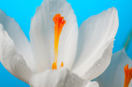 Crocus buds on blue backgroundの写真素材