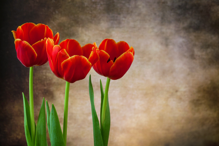 Three tulips on old backgroundの写真素材