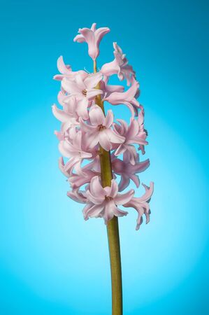 hyacinth on blue backgroundの写真素材