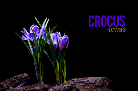 crocuses isolated on black backgroundの写真素材